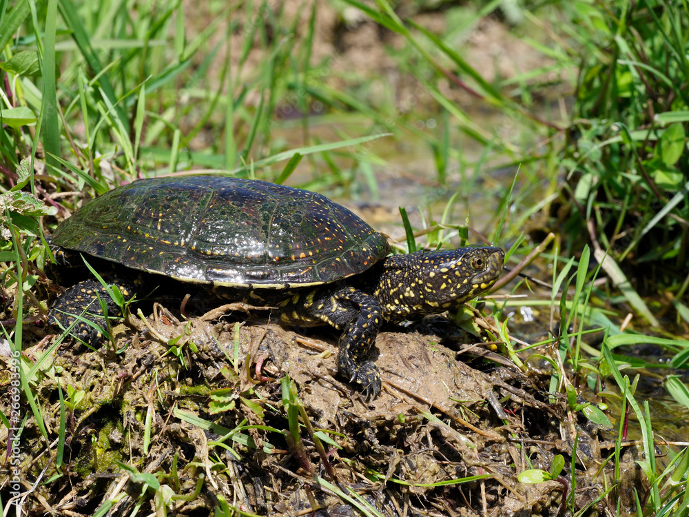European pond turtle, Emys orbicularis European pond turtle, Emys orbicularis