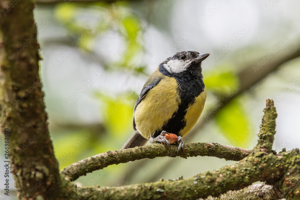 Great Tit Perched on a Tree branch Holding a Nut Great Tit Perched on a Tree branch Holding a Nut