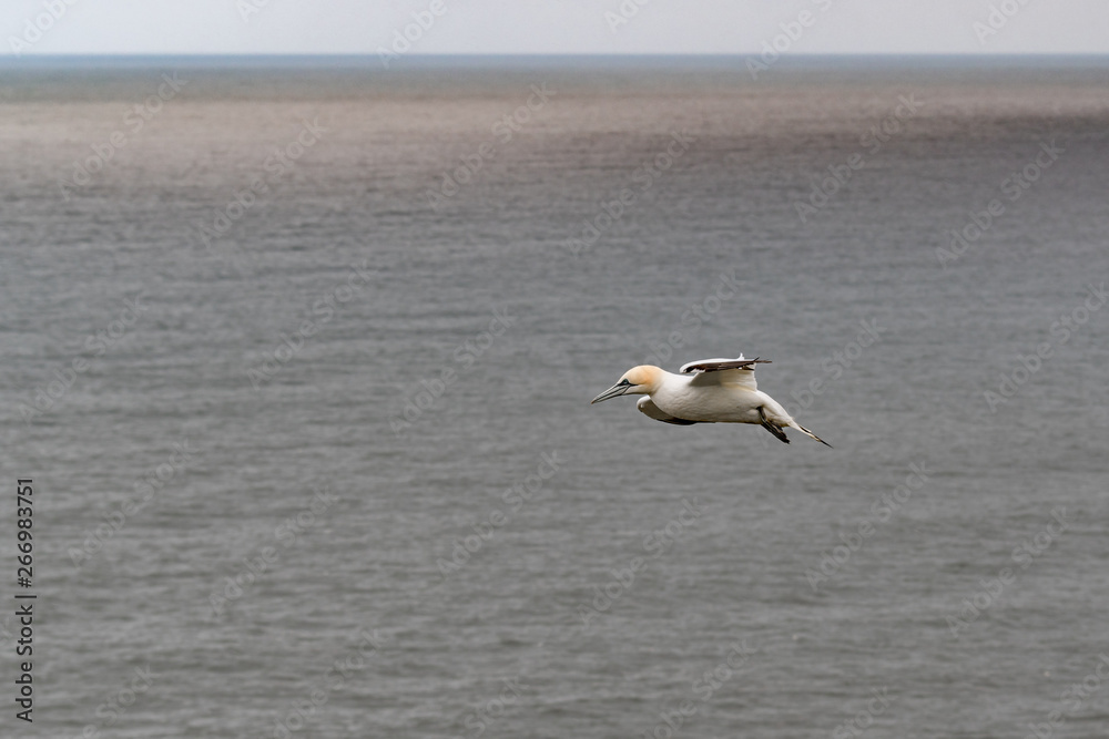 Gannet Soaring off the Coast of Bempton Cliffs