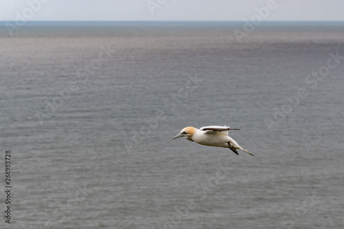 Gannet Soaring off the Coast of Bempton Cliffs © Ian