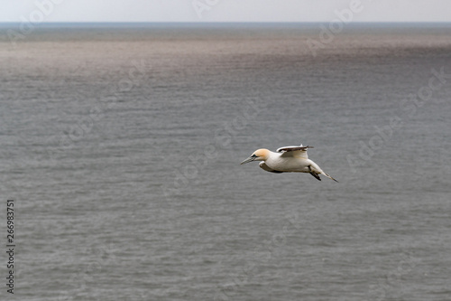 Gannet Soaring off the Coast of Bempton Cliffs © Ian