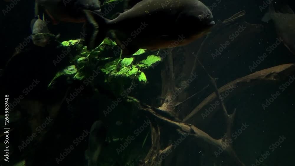 Piranha fish school swimming in water. Dangerous fish in closeup. Piranha fish school swimming in water. Dangerous fish in closeup.