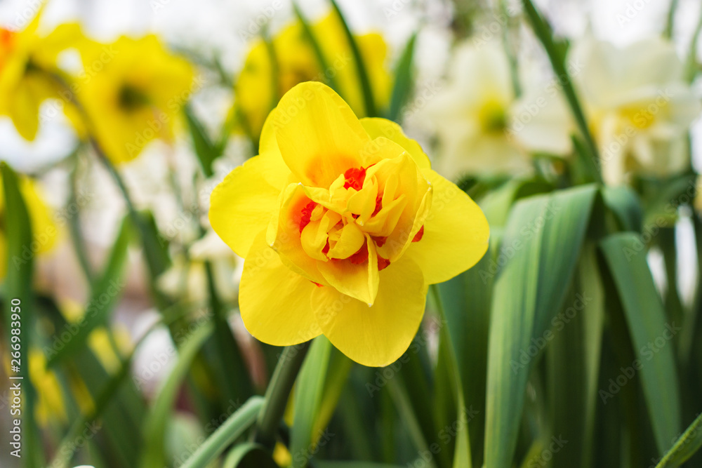 Close-up of yellow Daffodils from the lower corner. Narcissus flowers close-up with green grass. Soft focus. Close-up of yellow Daffodils from the lower corner. Narcissus flowers close-up with green grass. Soft focus.