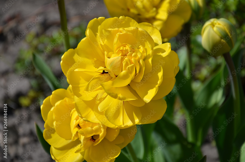 tulip flower, yellow with green leaves, tulip flower, yellow with green leaves,