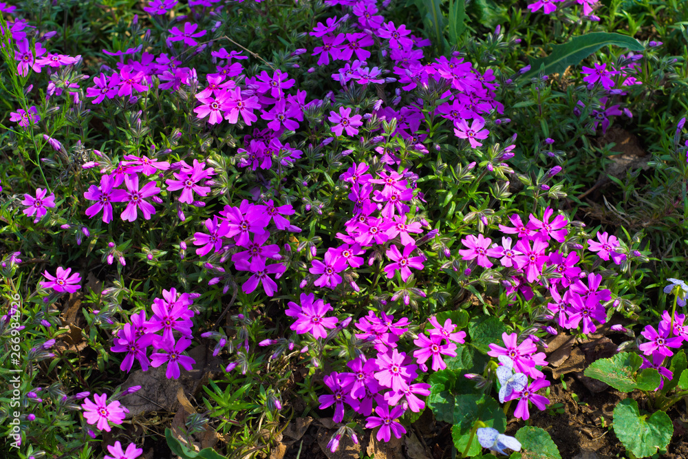 Beautiful flowers in the garden. Flowers under the tree. Flowers close up. Background. Bokeh.