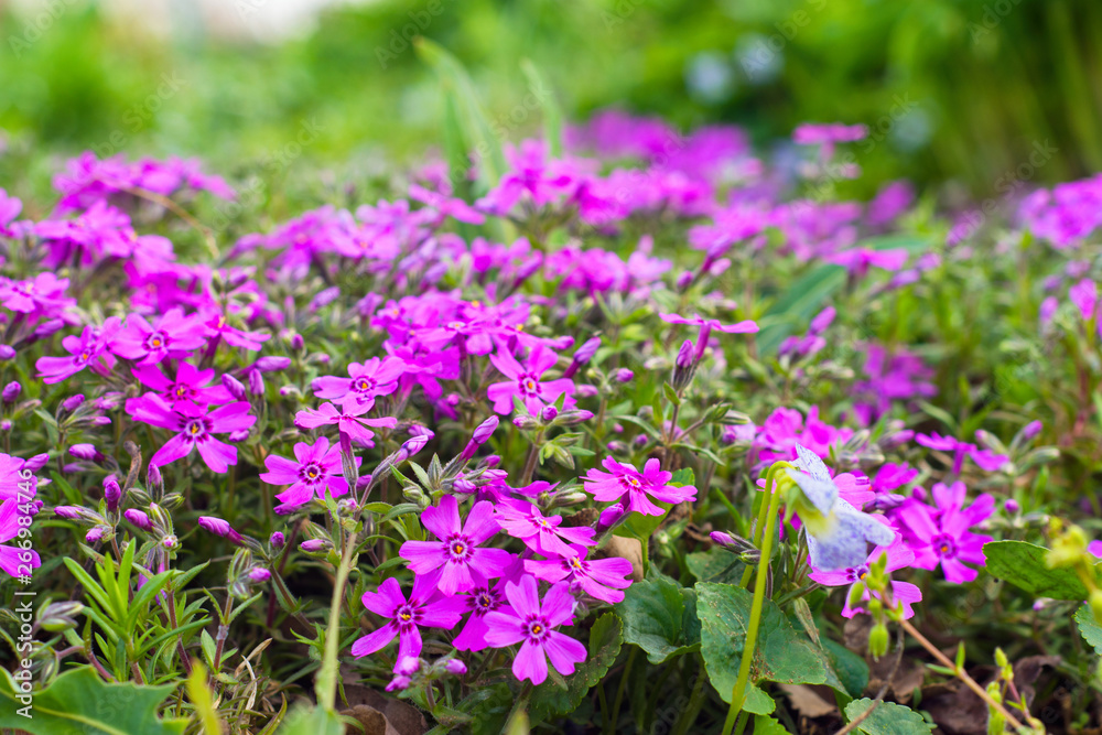 Beautiful flowers in the garden. Flowers under the tree. Flowers close up. Background. Bokeh. Beautiful flowers in the garden. Flowers under the tree. Flowers close up. Background. Bokeh.