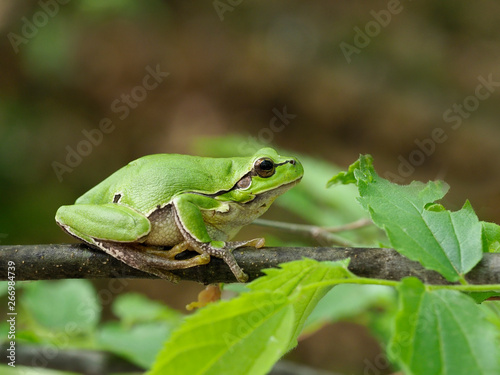 European tree frog, Hyla arborea