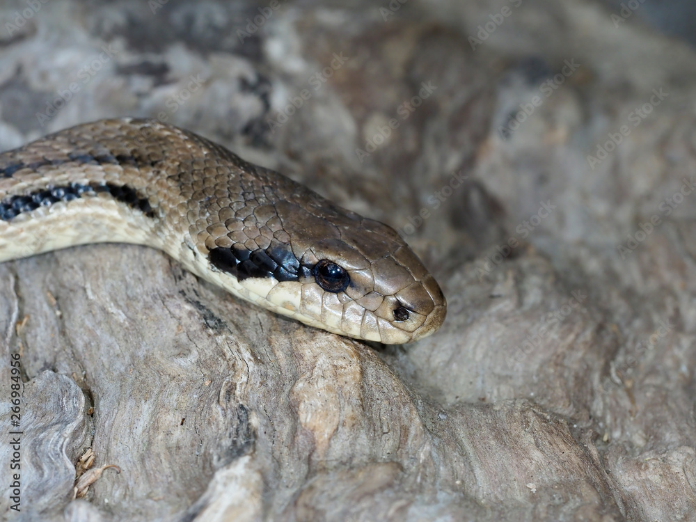 Four-lined snake, Elaphe quatuorlineata Four-lined snake, Elaphe quatuorlineata