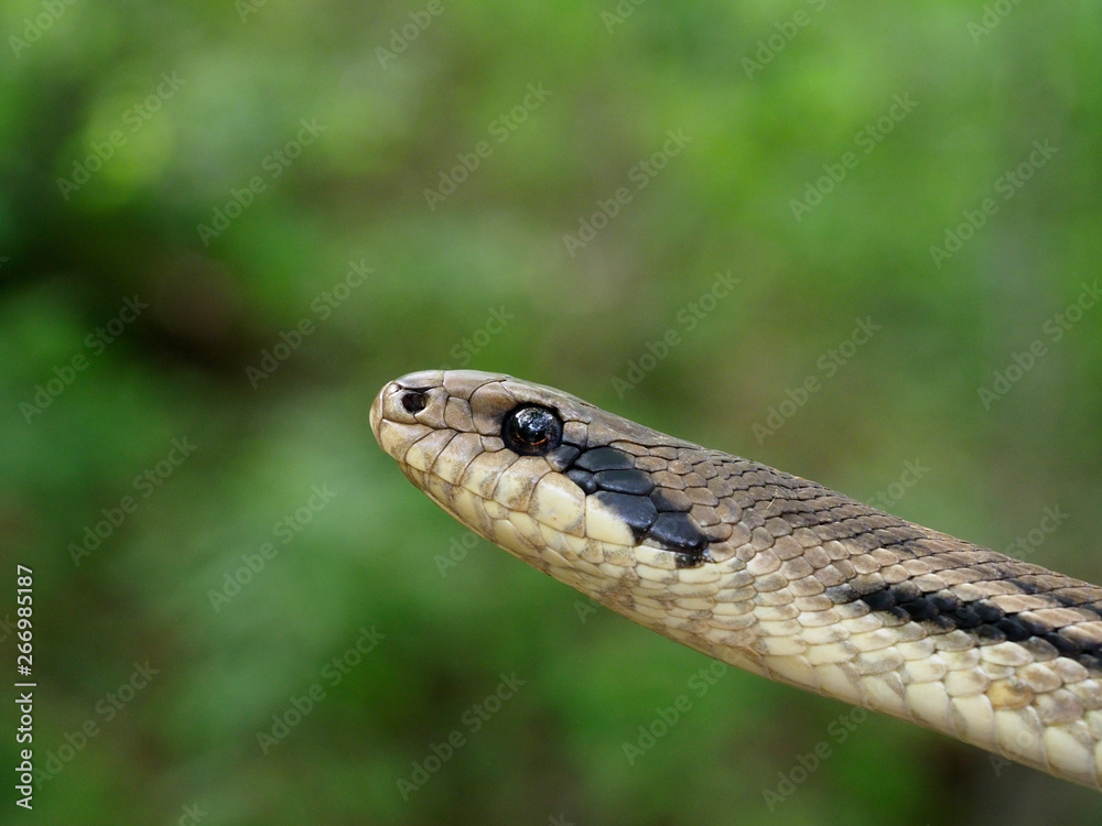 Four-lined snake, Elaphe quatuorlineata Four-lined snake, Elaphe quatuorlineata