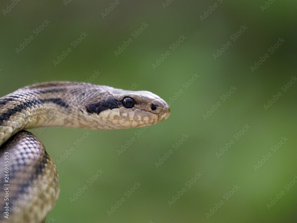 Four-lined snake, Elaphe quatuorlineata Four-lined snake, Elaphe quatuorlineata