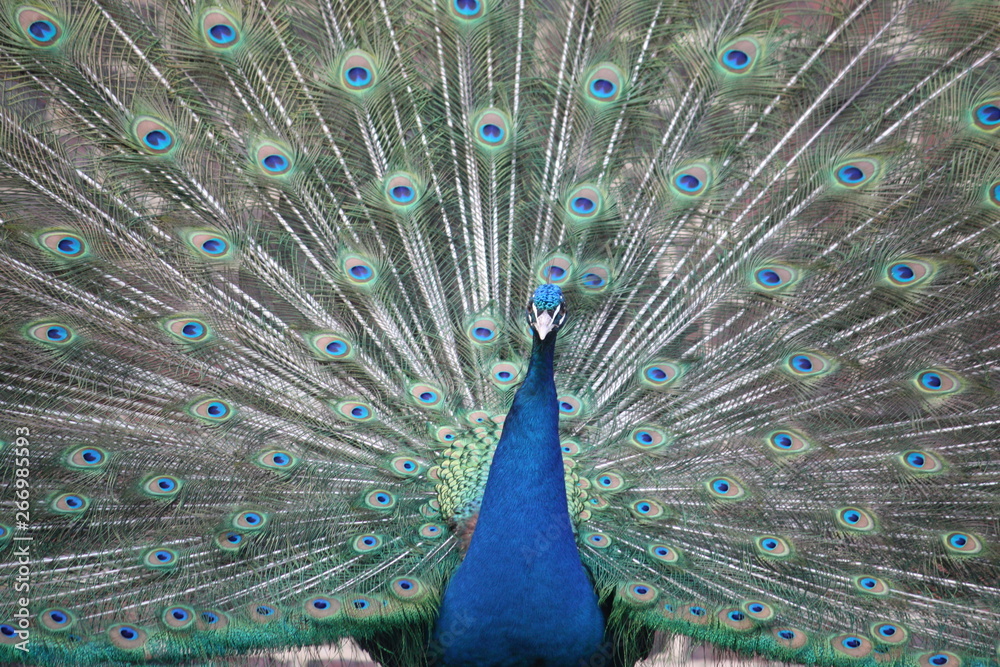 Fototapeta premium Pfau Rad