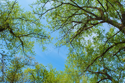 Background  screensaver of deciduous trees. Bright sunlight illuminating the trees. The top of the deciduous forest.