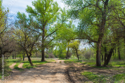 Beautiful landscape in deciduous forest. Dense mixed forest. The road goes through a dense deciduous forest. Dirt road.