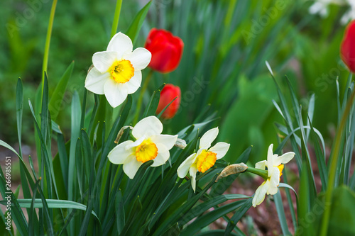 white daffodil with a yellow heart and red tulips growing in the garden