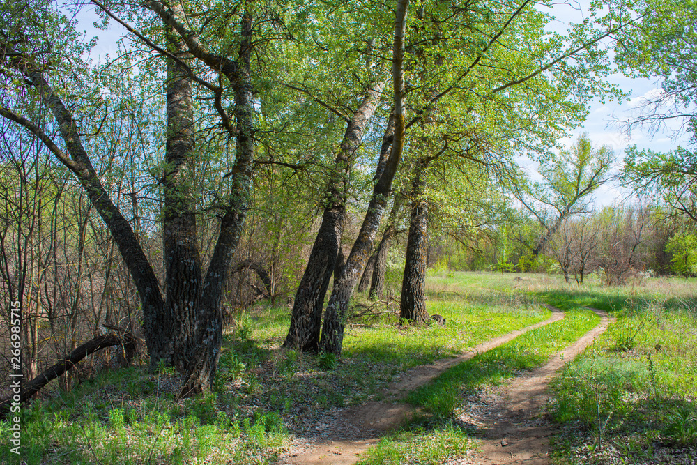 Beautiful landscape in deciduous forest. Dense mixed forest. The road goes through a dense deciduous forest. Dirt road. Beautiful landscape in deciduous forest. Dense mixed forest. The road goes through a dense deciduous forest. Dirt road.