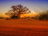 Silhouette of baobab