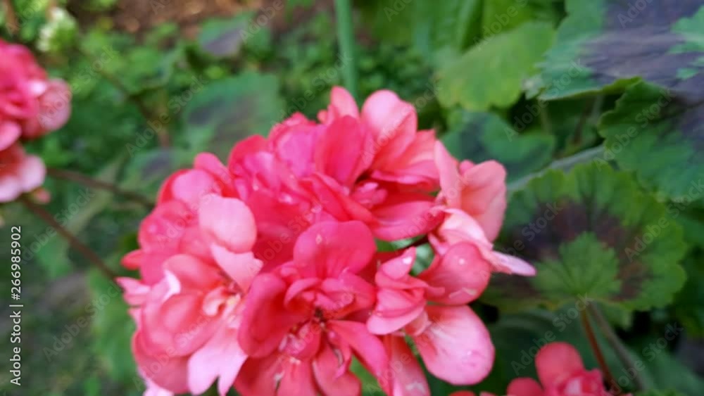 Close up of pelargonium pink flowers with water droplets on petals Close up of pelargonium pink flowers with water droplets on petals