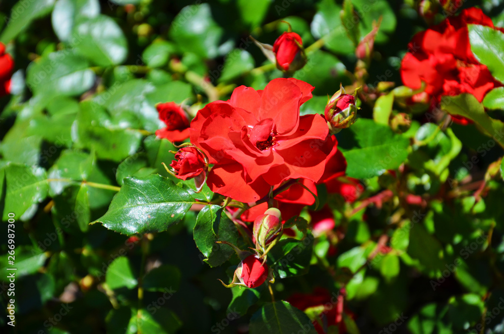 Beautiful detail of wild red rose bush taken in the summer with sun shining on the flowers. A rose is a woody perennial flowering plant of the genus Rosa, in the family Rosaceae Beautiful detail of wild red rose bush taken in the summer with sun shining on the flowers. A rose is a woody perennial flowering plant of the genus Rosa, in the family Rosaceae