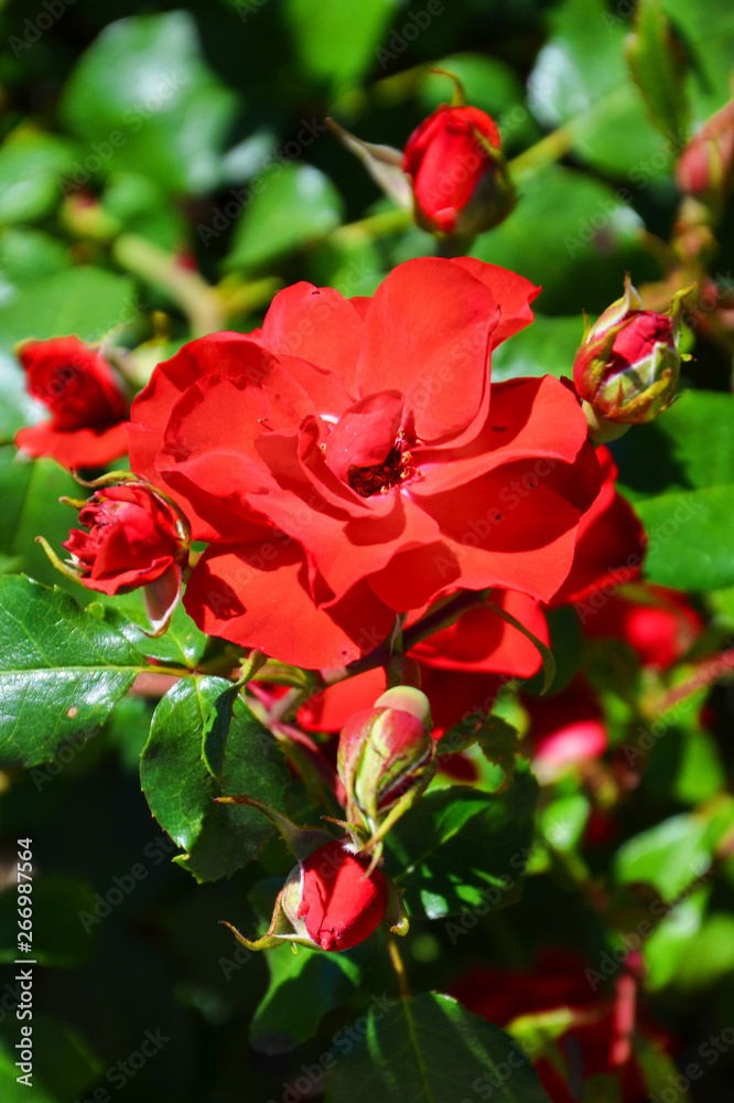 Amazing view of wild red roses taken close up on a sunny day with sun shining on the green leaves. The vertical nature photography has blurred background. Rose is one of the most popular flowers Amazing view of wild red roses taken close up on a sunny day with sun shining on the green leaves. The vertical nature photography has blurred background. Rose is one of the most popular flowers