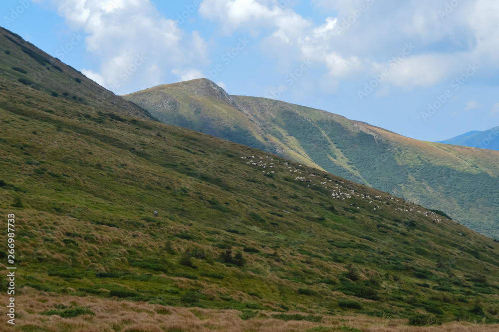 Carpathian mountains, Ukraine: Way to Hoverla, the highest Ukrainian mountain, in cloudy summer day Carpathian mountains, Ukraine: Way to Hoverla, the highest Ukrainian mountain, in cloudy summer day