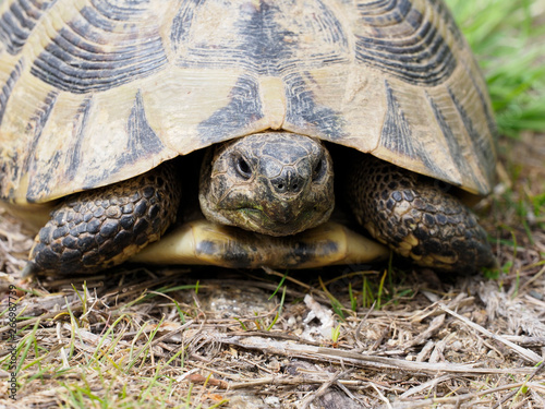 Hermann's tortoise, Testudo hermanni © Erni
