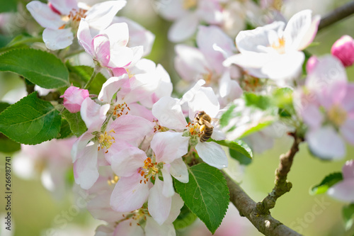 fleißige Biene auf Apfelblüte mit vielen Pollen – sammelt und bestäubt 18