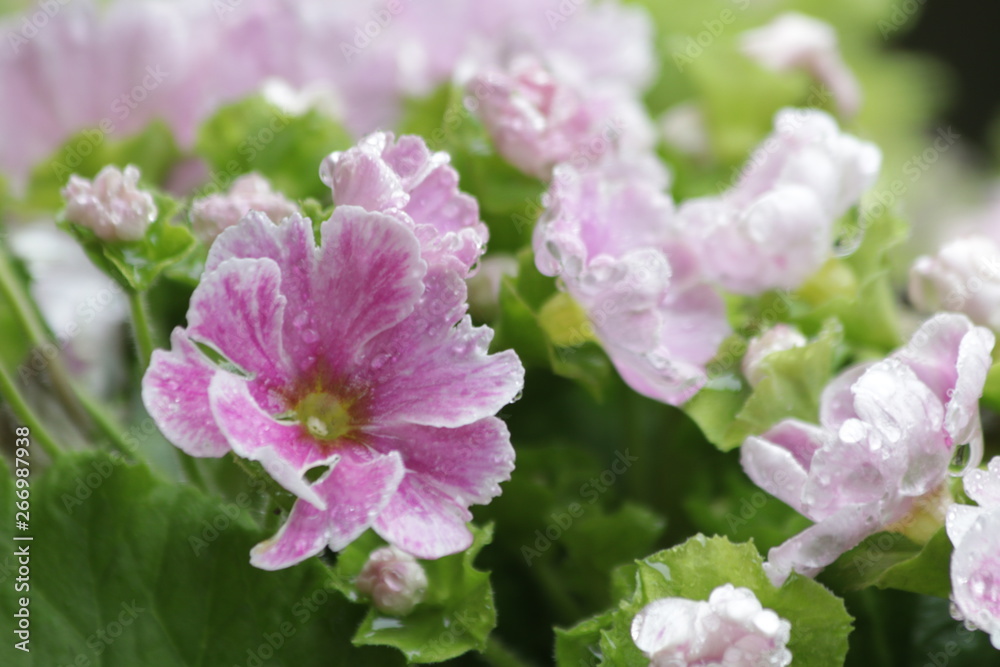 Begonia Flowers , Begonia obliqua, are Blooming in Springtime Colorful Flowers Freshen up the Summer Days in the Park Begonia Flowers , Begonia obliqua, are Blooming in Springtime Colorful Flowers Freshen up the Summer Days in the Park