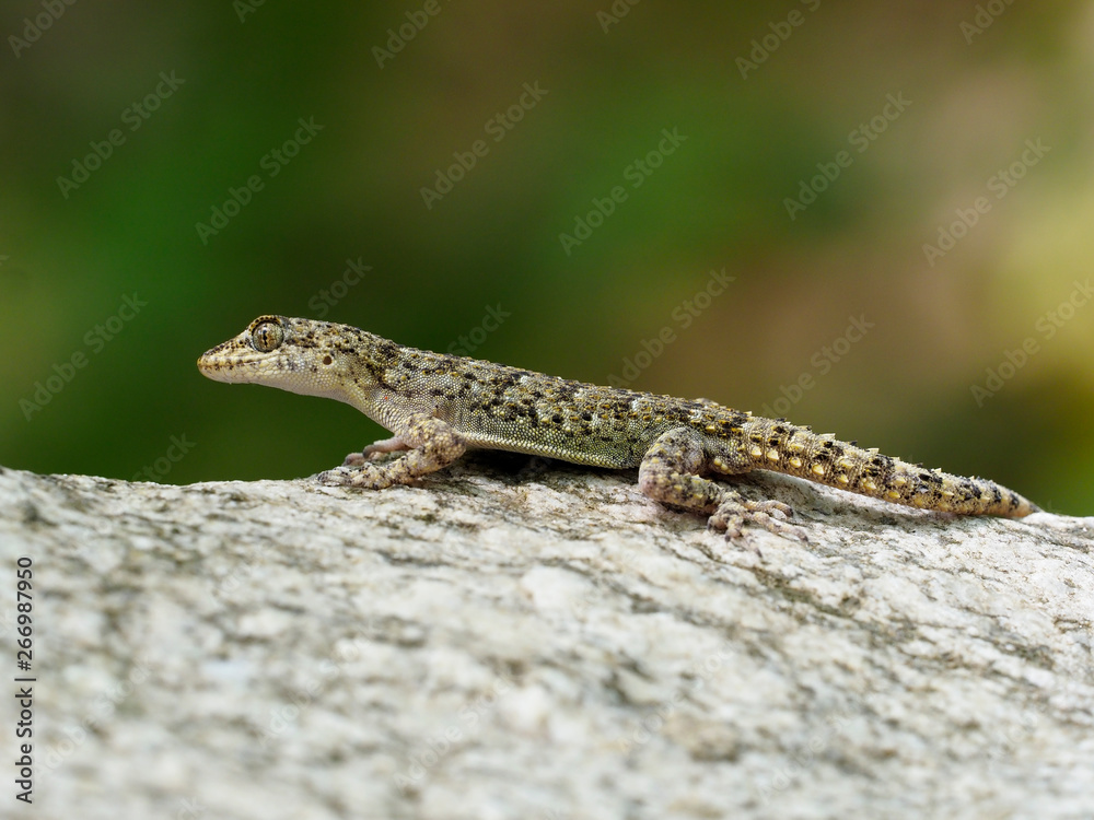 Kotschys gecko, Cyrtopodion kotschyi Kotschys gecko, Cyrtopodion kotschyi