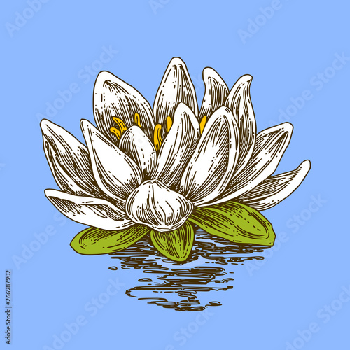 Lotus flower on blue background. Engraving style. Vector illustration.