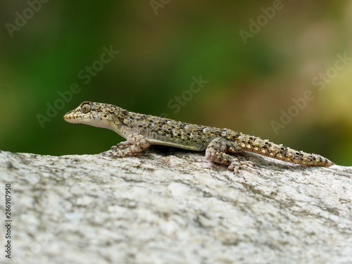 Kotschys gecko, Cyrtopodion kotschyi photo