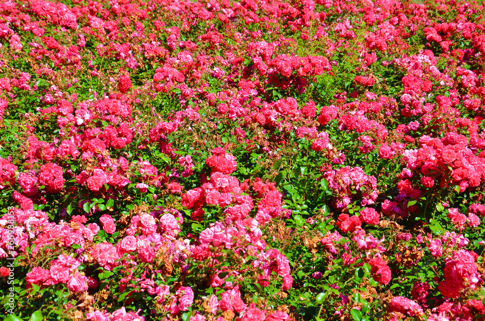 Wonderful bush of wild fuchsia roses taken on a sunny spring day. These roses have dark pink colored blossoms and green leaves. Roses are one of the most popular flowers