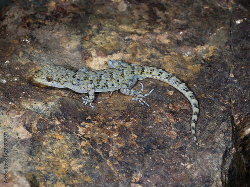 Kotschys gecko, Cyrtopodion kotschyi photo