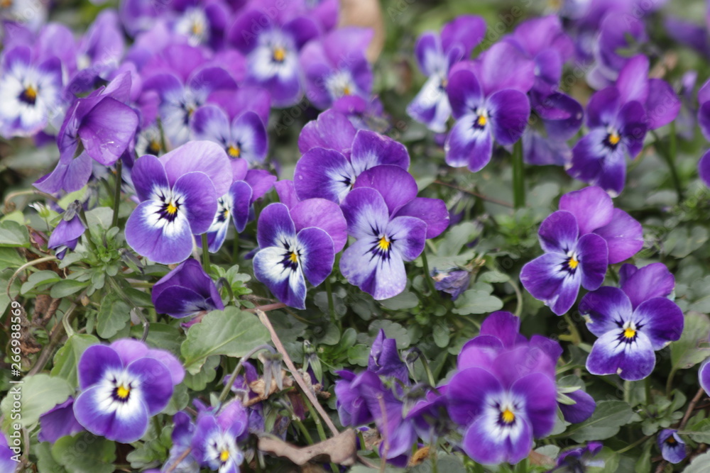 Bird's Eyes 'Felicitas' Flower Bird's Eyes 'Felicitas' Flower