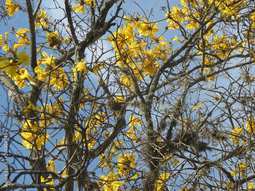 Tree with Yellow Flowers