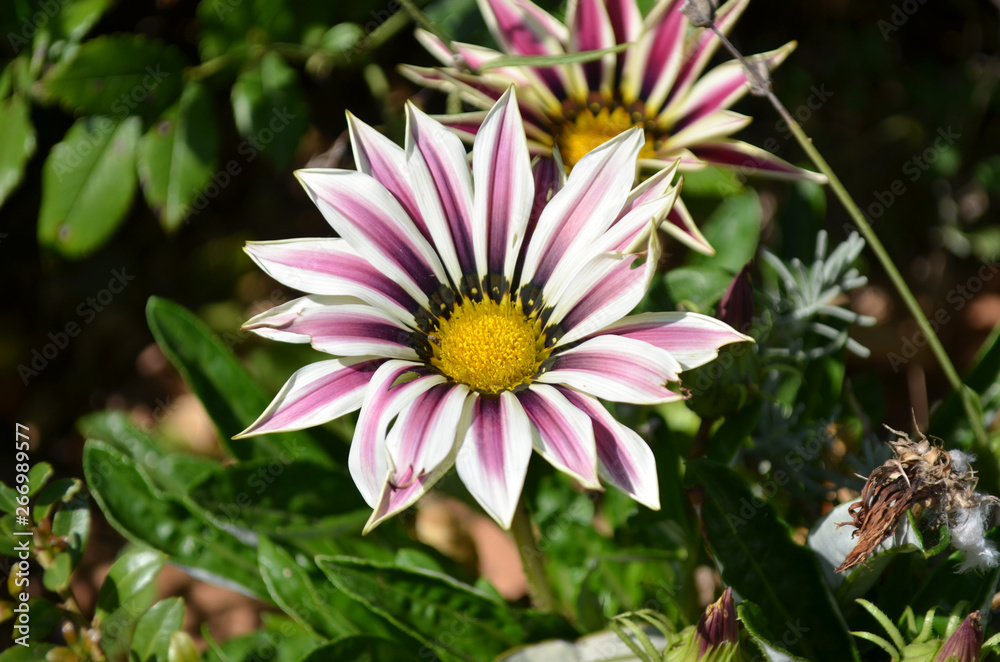 Obraz premium Flower art