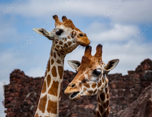 Canvas Print Giraffes