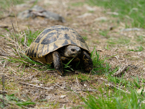 Hermann's tortoise, Testudo hermanni photo