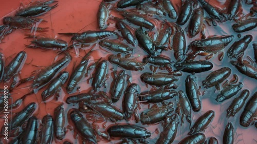 Crawfish in bucket in front of restaurant in ChinaA restaurant in China offering live crayfish for selection by patrons. photo