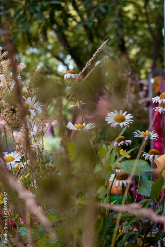 daisy meadow photo