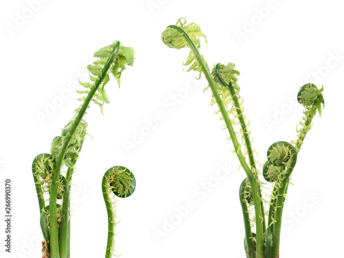 Matteuccia struthiopteris or Fiddlehead fern isolated on white background. General view of plants with young green fronds in early spring photo