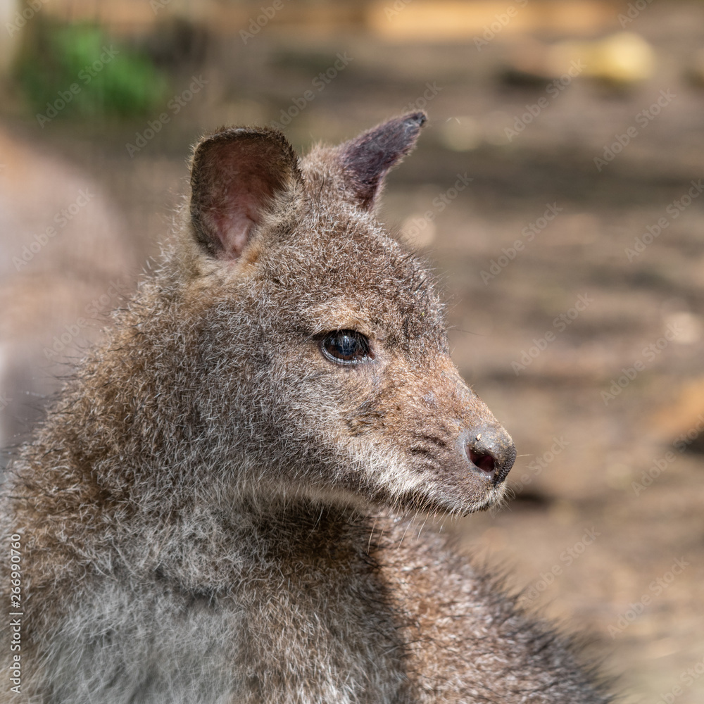 Wallaby Standing and Looking Around