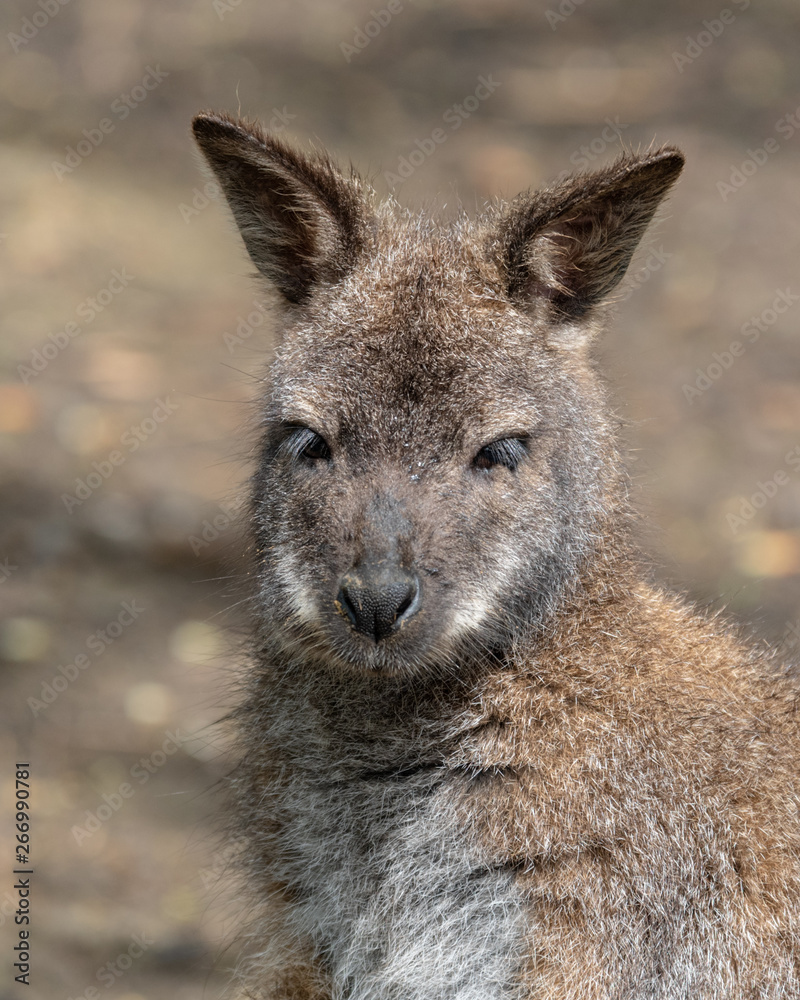 Wallaby Standing and Looking Around