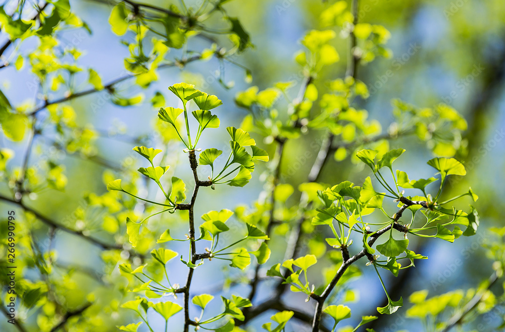 Ginkgo biloba young green leaves on a tree in spring Ginkgo biloba young green leaves on a tree in spring