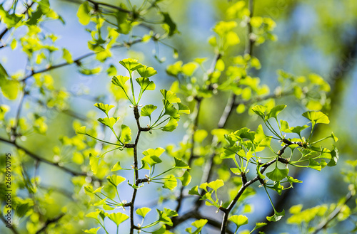 Ginkgo biloba young green leaves on a tree in spring