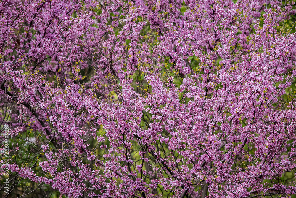 Cercis siliquastrum or Judas tree, ornamental tree blooming with beautiful deep pink colored flowers in the spring. Eastern redbud tree blossoms in spring time. Soft focus, blurred background.