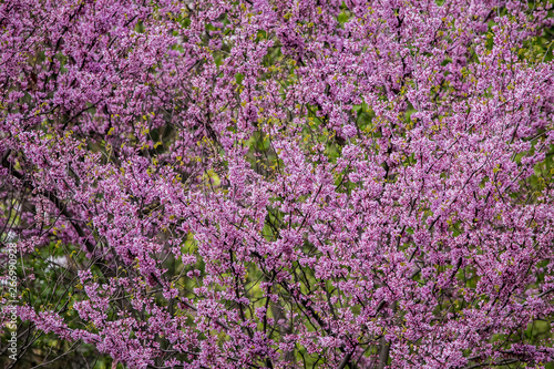 Cercis siliquastrum or Judas tree  ornamental tree blooming with beautiful deep pink colored flowers in the spring. Eastern redbud tree blossoms in spring time. Soft focus  blurred background.