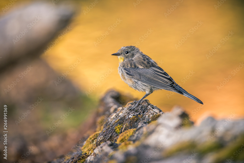 A Yellow-rumped Warbler perches on a log near the water at Manzanita Lake, Lassen Volcanic National Park, at sunset. A Yellow-rumped Warbler perches on a log near the water at Manzanita Lake, Lassen Volcanic National Park, at sunset.