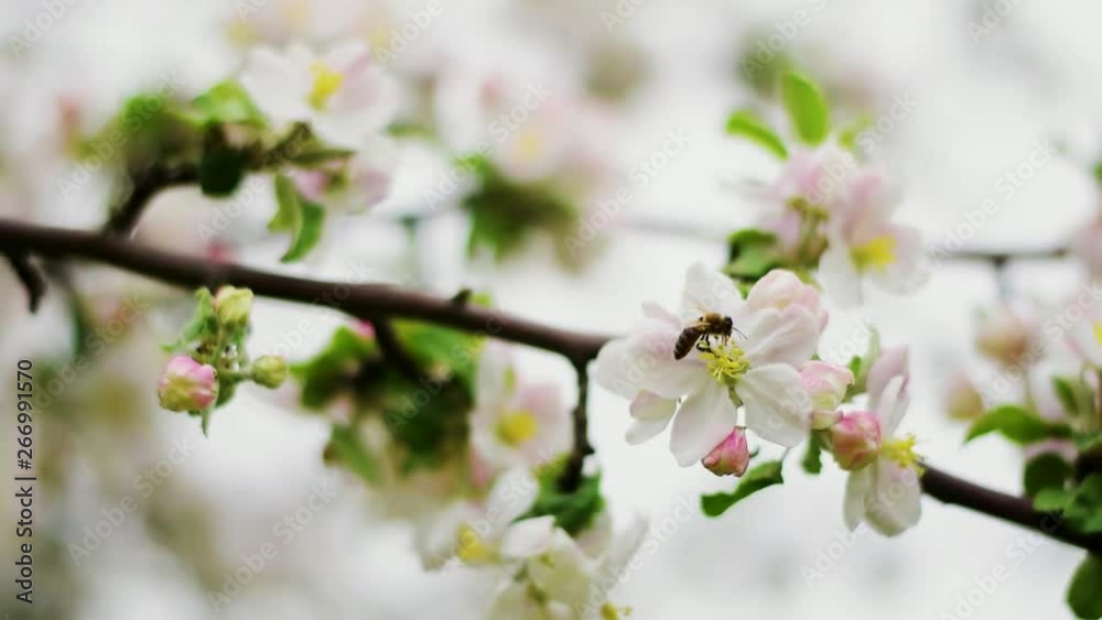 Bee Picking Nectar From Apple-Tree Flower Slow Motion Bee Picking Nectar From Apple-Tree Flower Slow Motion