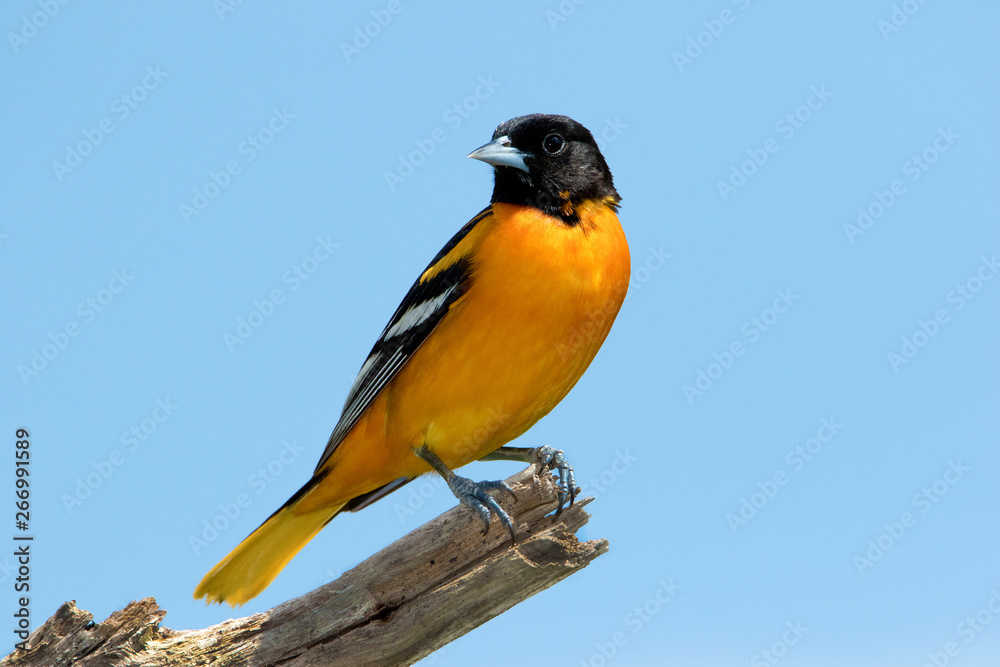 Naklejka premium Male Northern Baltimore Oriole (Icterus galbula) perched on a tree branch under a sunny blue sky.