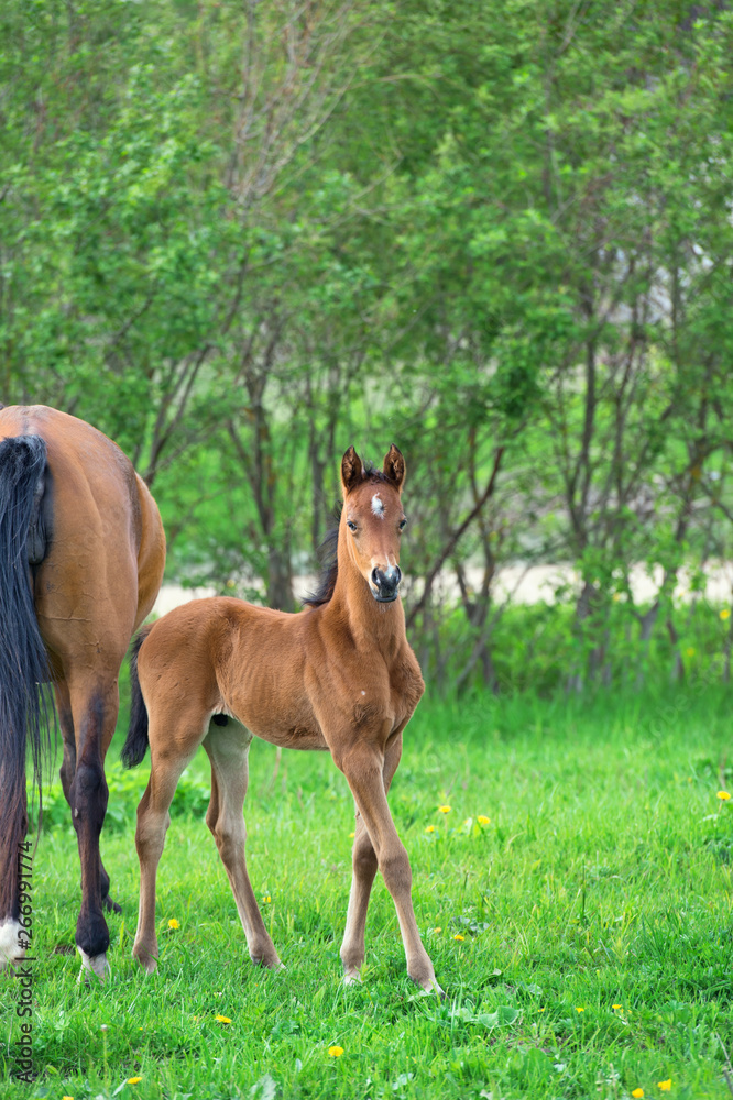 little bay foal with mom at pasture. summer little bay foal with mom at pasture. summer